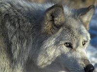 Arctic Wolf 009